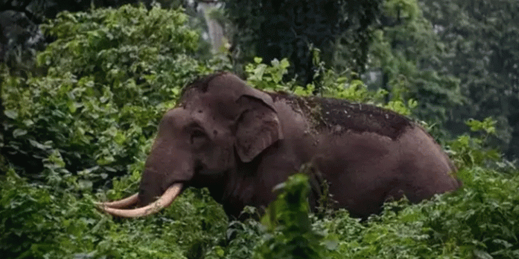 ആറളം ഫാമിൽ കാട്ടാന ആക്രമണത്തിൽ  ദമ്പതികൾക്ക് ദാരുണാന്ത്യം