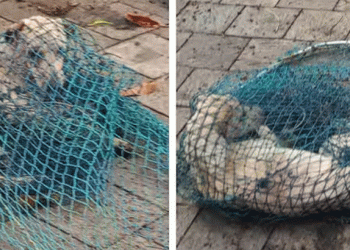 വള്ളികുന്നത്ത് 6 പേരെ ആക്രമിച്ച് നായ;  നായയ്ക്ക് പേവിഷബാധ സ്ഥിരീകരിച്ചു