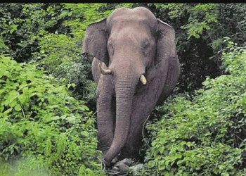 സംസ്ഥാനത്ത് വീണ്ടും കാട്ടാന ആക്രമണം: ചിന്നാര്‍ വന്യജീവി സങ്കേതത്തില്‍ 57കാരനെ കാട്ടാന കൊലപ്പെടുത്തി