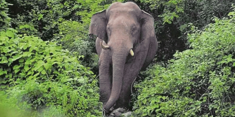 സംസ്ഥാനത്ത് വീണ്ടും കാട്ടാന ആക്രമണം: ചിന്നാര്‍ വന്യജീവി സങ്കേതത്തില്‍ 57കാരനെ കാട്ടാന കൊലപ്പെടുത്തി