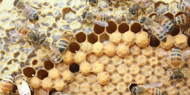 പാലരുവി വിനോദസഞ്ചാര കേന്ദ്രത്തില് തേനീച്ച ആക്രമണം, 25 പേര്ക്ക് കുത്തേറ്റു