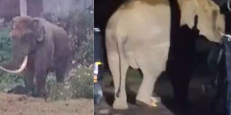 മൂന്നാറിൽ വീണ്ടും പടയപ്പ, വീട് തകർത്തു, നാട്ടുകാർ ഭീതിയിൽ