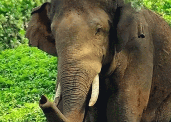 ആറളത്ത് വീണ്ടും കാട്ടാന ആക്രമണം; കള്ള് ചെത്ത് തൊഴിലാളിക്ക് ഗുരുതരപരിക്ക്