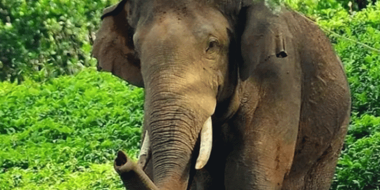 ആറളത്ത് വീണ്ടും കാട്ടാന ആക്രമണം; കള്ള് ചെത്ത് തൊഴിലാളിക്ക് ഗുരുതരപരിക്ക്