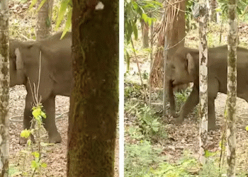 കണ്ണൂർ കരിക്കോട്ടക്കരിയിലിറങ്ങിയ കുട്ടിയാനയെ മയക്കുവെടി വെച്ചു