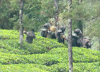 ഇടുക്കി ഗ്രാമ്പിയില്‍ ഇറങ്ങിയ കടുവയെ മയക്കുവെടിവെച്ചു