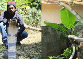 പ്രശസ്ത പാമ്പുപിടുത്തക്കാരന്‍ മൂര്‍ഖനെ പിടിക്കുന്നതിനിടെ കടിയേറ്റ് മരിച്ചു, ദാരുണം