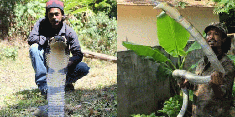 പ്രശസ്ത പാമ്പുപിടുത്തക്കാരന്‍ മൂര്‍ഖനെ പിടിക്കുന്നതിനിടെ കടിയേറ്റ് മരിച്ചു, ദാരുണം