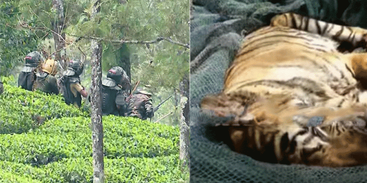 ഇടുക്കിയിലെ ​ഗ്രാമ്പിയിൽ നിന്നും പിടികൂടിയ കടുവ ചത്തു