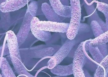 സംസ്ഥാനത്ത് കോളറ ബാധിച്ച് മരണം