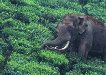 വയനാട്ടിൽ കാട്ടാന ആക്രമണത്തിൽ ഒരാൾ കൊല്ലപ്പെട്ടു