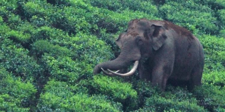 വയനാട്ടിൽ കാട്ടാന ആക്രമണത്തിൽ ഒരാൾ കൊല്ലപ്പെട്ടു
