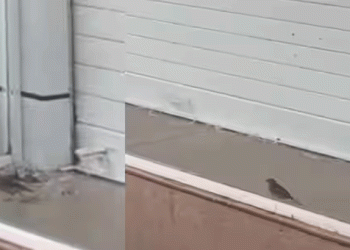 เดเดฟเดฒเตเดฒเดพ เดเดณเดเตเดเดฐเตโ เดเดเดชเตเดเตเดเต, เดเตเดเดคเดฟ เดธเตเดฒเตโ เดเตเดฏเตเดค เดเดเดฏเดฟเดฒเตโ เดเตเดเตเดเตเดเดฟเดฏ เดเตเดฐเตเดตเดฟเดเตเดเต เดเดเดจเตโ เดฎเตเดเดจเด