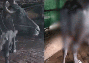 പത്തനംതിട്ടയില് മിണ്ടാപ്രാണിയോട് കൊടും ക്രൂരത; എരുമയുടെ വാല് മുറിച്ച് വീട്ടുമുറ്റത്ത് ഉപേക്ഷിച്ചു