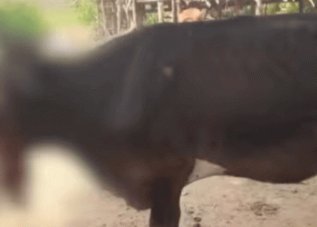 പൊറോട്ടയില്‍ പൊതിഞ്ഞ പന്നിപ്പടക്കം കഴിച്ചു; പൊട്ടിത്തെറിയില്‍ പശുവിന്റെ വായ തകര്‍ന്നു