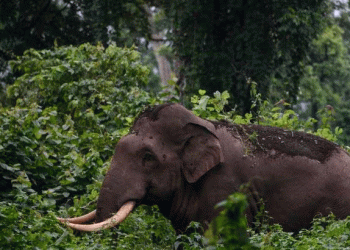 അതിരപ്പിള്ളിയിൽ കാട്ടാന ആക്രമണത്തിൽ രണ്ടു പേര്‍ കൊല്ലപ്പെട്ടു