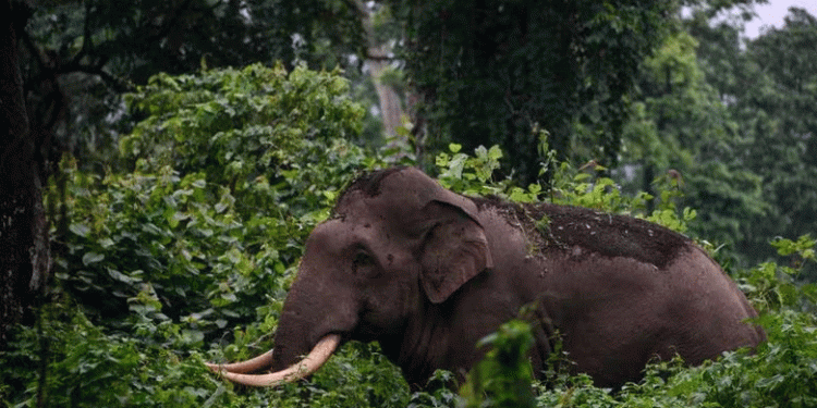 അതിരപ്പിള്ളിയിൽ കാട്ടാന ആക്രമണത്തിൽ രണ്ടു പേര്‍ കൊല്ലപ്പെട്ടു