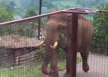 പുലിക്ക് പിന്നാലെ കാട്ടാനയും, മൂന്നാർ വീണ്ടും ഭീതിയിൽ