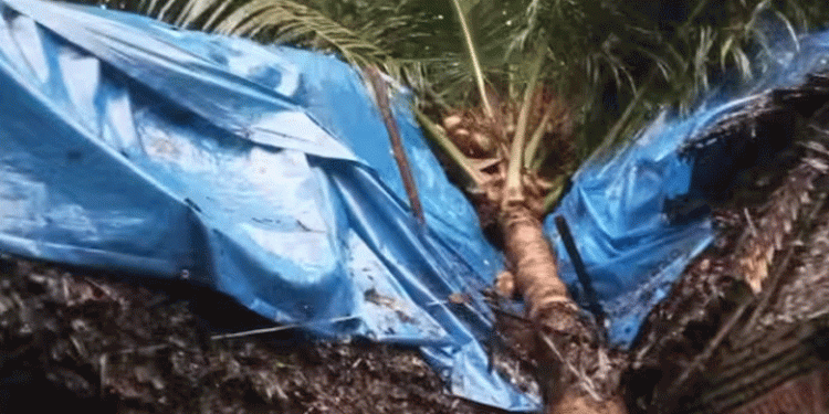 കനത്ത മഴയും കാറ്റും, മരണവീട്ടില്‍ അപകടം; തെങ്ങ് കടപുഴകി വീടിന് മുകളില്‍ പതിച്ചു, 3 കുട്ടികള്‍ക്ക് പരിക്ക്