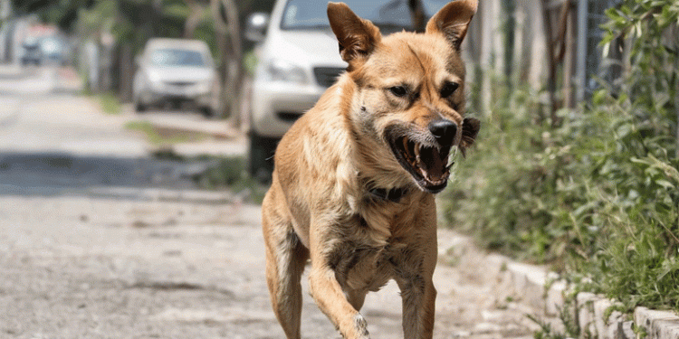 പട്ടി കടിച്ചയുടന്‍ വാക്‌സിന്‍ എടുത്തിട്ടും പേവിഷബാധ, 7 വയസുകാരി ചികിത്സയില്‍