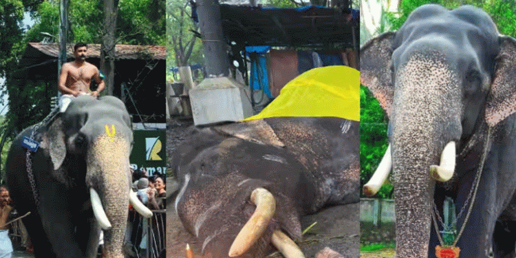 കെട്ടുതറയിൽ കുഴഞ്ഞ് വീണു, പുന്നത്തൂർ ആനക്കോട്ടയിലെ കൊമ്പൻ ഗോപി കണ്ണൻ ചരിഞ്ഞു