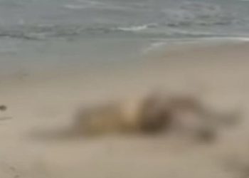 ആലപ്പുഴ കടൽത്തീരത്ത് അജ്ഞാത മൃതദേഹം,  വാന്‍ ഹായ് 503 കപ്പലില്‍ നിന്ന് കാണാതായ നാവികന്റേതാകാമെന്ന് സംശയം