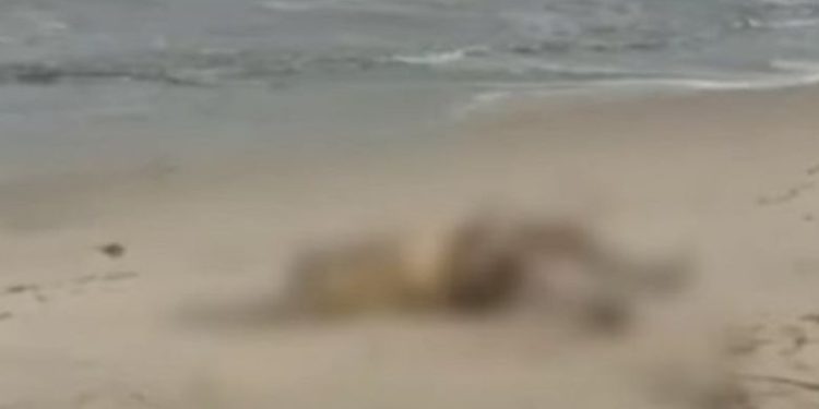 ആലപ്പുഴ കടൽത്തീരത്ത് അജ്ഞാത മൃതദേഹം,  വാന്‍ ഹായ് 503 കപ്പലില്‍ നിന്ന് കാണാതായ നാവികന്റേതാകാമെന്ന് സംശയം