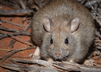 പത്തനംതിട്ടയിൽ എലിപ്പനി പ്രതിരോധ ഗുളിക കഴിച്ച അഞ്ച് പേർക്ക് ദേഹാസ്വാസ്ഥ്യം