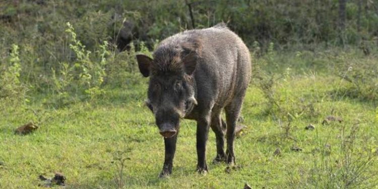 സ്‌കൂട്ടറിന് കുറുകെ ചാടി കാട്ടുപന്നിയുടെ ആക്രമണം,  യുവതിക്ക് പരിക്ക്