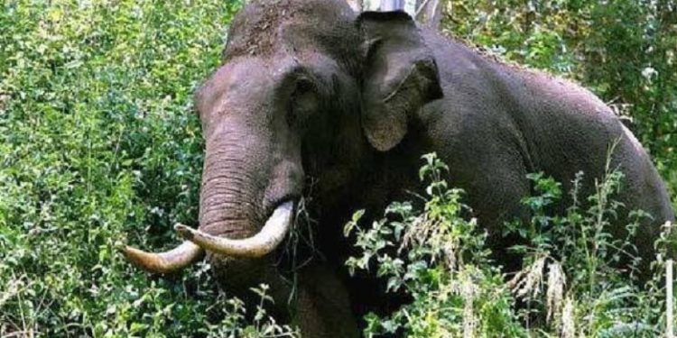 വീണ്ടും കാട്ടാന ആക്രമണം, പശുവിനെ മേയ്ക്കാൻ പോയ 40കാരിക്ക് ദാരുണാന്ത്യം