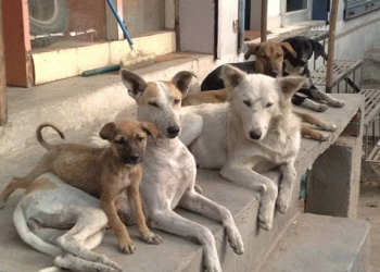 ചിക്കന് റൈസ്, എഗ് റൈസ്…. മെനു ഇങ്ങനെ, തെരുവുനായകള്ക്ക് പോഷകസമൃദ്ധമായ ഭക്ഷണവും വെള്ളവും നല്കാനൊരുങ്ങി ബെംഗളൂരു നഗരം