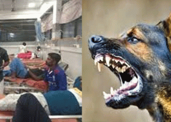 പോത്തന്‍കോട് തെരുവ് നായയുടെ ആക്രമണം: ഇരുപതോളം പേര്‍ക്ക് കടിയേറ്റു, ആശങ്ക