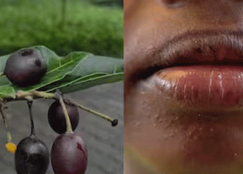 താമരശ്ശേരിയില്‍ ഞാവല്‍പ്പഴത്തിന് സാമ്യമുള്ള കായ കഴിച്ചു, ഒമ്പതാം ക്ലാസുകാരിക്ക് ദേഹാസ്വാസ്ഥ്യം, ചികിത്സയില്‍