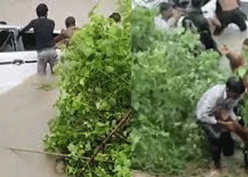 เดฏเตเดชเดฟเดฏเดฟเดฒเตโ เดเดพเดฐเตโ เดเดจเดพเดฒเดฟเดฒเตเดเตเดเต เดฎเดฑเดฟเดเตเดเต 11 เดฎเดฐเดฃเด, เดฎเดฐเดฟเดเตเดเดตเดฐเตเดเต เดเตเดเตเดเดฌเดพเดเดเดเตเดเดณเตโเดเตเดเต เดงเดจเดธเดนเดพเดฏเด เดชเตเดฐเดเตเดฏเดพเดชเดฟเดเตเดเต