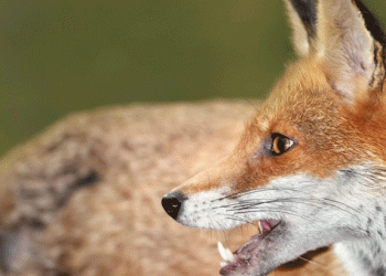 കുറുക്കന്‍റെ ആക്രമണത്തില്‍ ഗൃഹനാഥന് കഴുത്തിന് പരിക്കേറ്റു