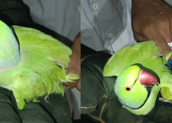 വീട്ടില് തത്തയെ കൂട്ടിലിട്ട് വളര്ത്തി, വീട്ടുടമസ്ഥനെതിരെ കേസെടുത്ത് വനംവകുപ്പ്