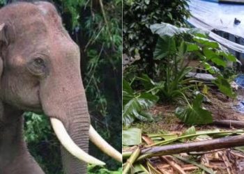 കൃഷികൾ നശിപ്പിച്ചു, വീടിന് പുറത്തിറങ്ങാൻ പോലും ഭയന്ന് നാട്ടുകാർ, കാട്ടാന ഭീതിയിൽ ഒരു നാട്