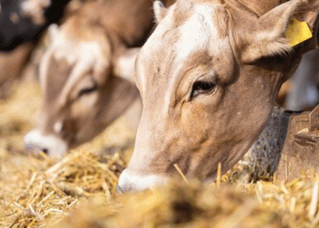 മലപ്പുറത്ത് മിണ്ടാപ്രാണികളോട് കൊടും ക്രൂരത, തൊഴുത്തില് കെട്ടിയിട്ടിരുന്ന പശുക്കളെ അജ്ഞാതന് കുത്തിപ്പരിക്കേല്പ്പിച്ചു, ഒരു പശു ചത്തു