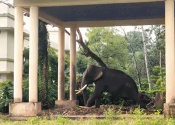 മദപ്പാടിലായിരുന്ന ആനയെ അഴിച്ചു മാറ്റുന്നതിനിടെ കുത്തേറ്റു; ഹരിപ്പാട് പാപ്പാന് ദാരുണാന്ത്യം