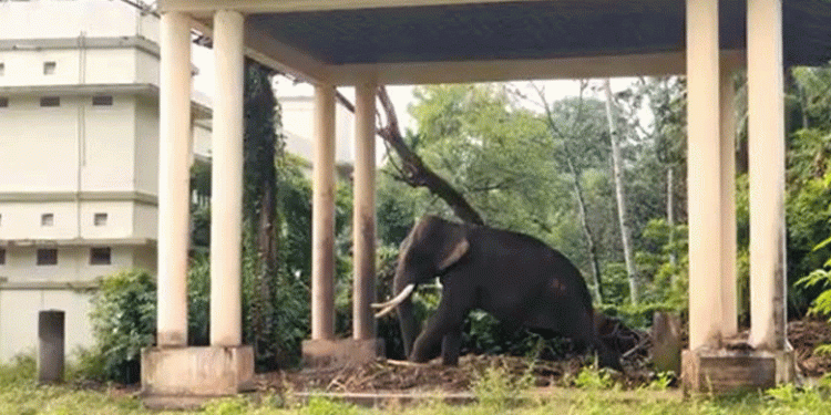 മദപ്പാടിലായിരുന്ന ആനയെ അഴിച്ചു മാറ്റുന്നതിനിടെ കുത്തേറ്റു; ഹരിപ്പാട് പാപ്പാന് ദാരുണാന്ത്യം