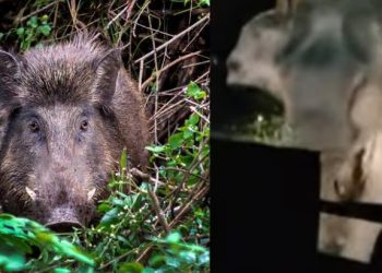 അക്രമകാരികളായ വന്യമൃഗങ്ങളെ വെടിവെച്ചുകൊല്ലാം, നിയമ ഭേദഗതിക്ക് സർക്കാർ അംഗീകാരം