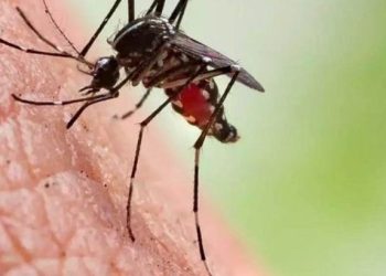 ഒരു കുടുംബത്തിലെ മൂന്ന് പേർക്ക് മലമ്പനി, പ്രതിരോധ പ്രവർത്തനങ്ങൾ ഊർജിതമാക്കി ആരോഗ്യവകുപ്പ്