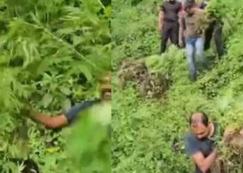 പാലക്കാട് അറുപത് സെന്റ് സ്ഥലത്ത് വൻ കഞ്ചാവ് കൃഷി, നശിപ്പിച്ച് പോലീസ്