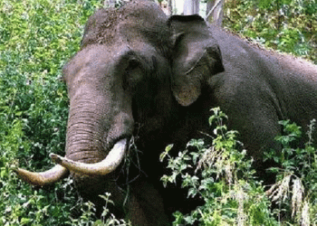 ഇടുക്കിയിൽ കാട്ടാന ആക്രമണത്തിൽ വയോധികൻ കൊല്ലപ്പെട്ടു