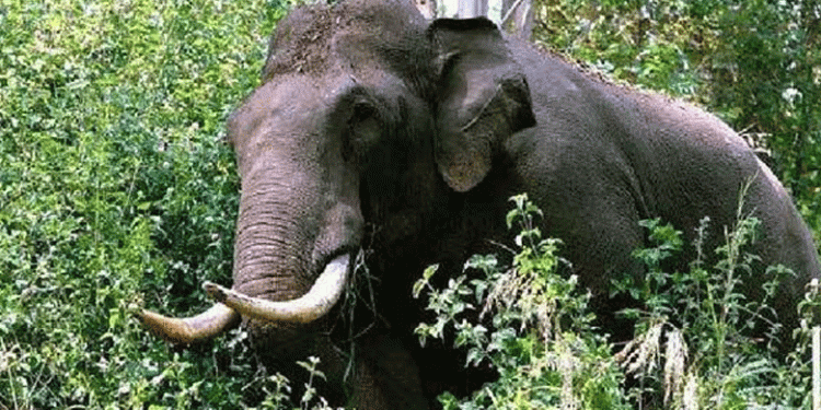 ഇടുക്കിയിൽ കാട്ടാന ആക്രമണത്തിൽ വയോധികൻ കൊല്ലപ്പെട്ടു