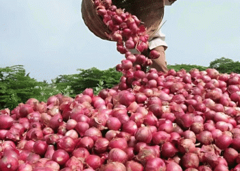 വില്ലനായി മഴ; മഹാരാഷ്ട്രയില് 80 ശതമാനം ഉള്ളികൃഷിയും നശിച്ചു, വില കൂടിയേക്കും