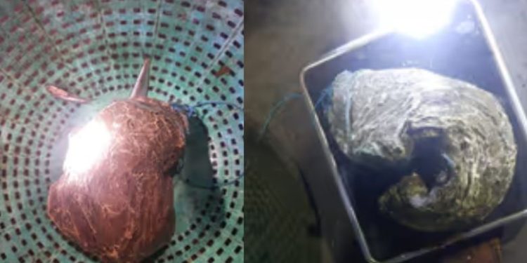 കോടികൾ വില, മത്സ്യത്തൊഴിലാളികളുടെ വലയിൽകുടുങ്ങിയത് തിമിംഗല ഛര്‍ദി