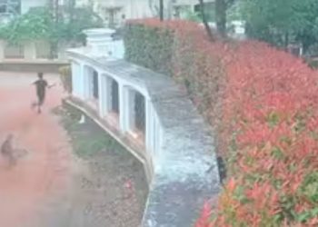 കുട്ടികളെ കടിക്കാനായി പുറകെ ഓടി തെരുവുനായ്ക്കൾ, നടുക്കുന്ന സംഭവം പാലക്കാട്