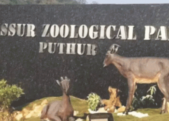 പുത്തൂർ സുവോളജിക്കൽ പാർക്കിൽ പുളളിമാനുകൾ ചത്ത സംഭവം: ദൃശ്യങ്ങൾ പ്രചരിച്ചതിന് ജീവനക്കാരന് സസ്പെൻഷൻ