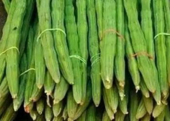 കിലോയ്ക്ക് 600 രൂപയ്ക്കടുത്ത്, മുരിങ്ങക്കായ വില കുത്തനെ മുകളിലേക്ക്